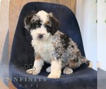 Small #3 Bernedoodle (Miniature)