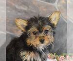 Small Photo #6 Yorkshire Terrier Puppy For Sale in MILL HALL, PA, USA