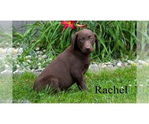 Labrador Retriever Puppy for sale in CLARE, MI, USA