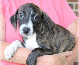 Black Mouth Cur-Unknown Mix Dogs for adoption in Prattville, AL, USA