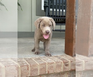 Labrador Retriever Puppy for sale in SCOTTSBORO, AL, USA