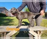 Small Photo #1 Labrador Retriever Puppy For Sale in HAGERMAN, ID, USA