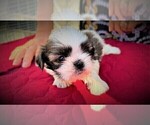 Small Photo #31 Shih Tzu Puppy For Sale in MOORESVILLE, NC, USA