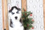 Small Photo #2 Siberian Husky Puppy For Sale in NAPLES, FL, USA