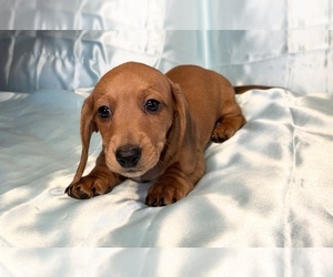 Dachshund Puppy for sale in HUDSON, CO, USA