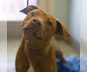 Labrador Retriever-Unknown Mix Dogs for adoption in San Antonio, TX, USA