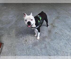 Boston Terrier-Unknown Mix Dogs for adoption in Grand Prairie, TX, USA