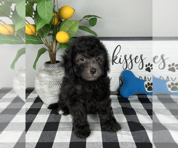 Medium Photo #2 Bernedoodle (Miniature) Puppy For Sale in FRANKLIN, IN, USA