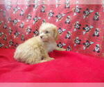 Small #6 F2 Aussiedoodle