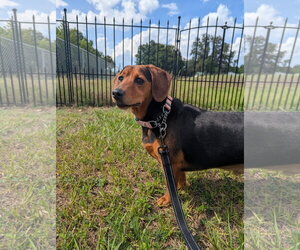 Basset Hound-Miniature Pinscher Mix Dogs for adoption in Valrico, FL, USA