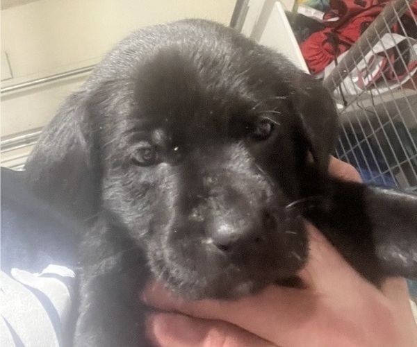 Medium Photo #6 Labrador Retriever Puppy For Sale in DAVEY, NE, USA