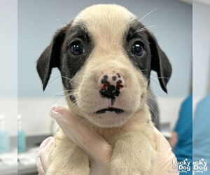 Lab-Pointer Dogs for adoption in Washington, DC, USA