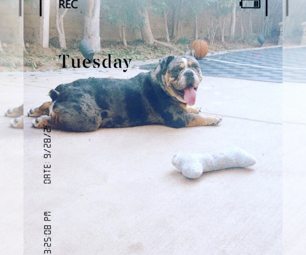 Medium Photo #1 Bulldog Puppy For Sale in WOODLAND HILLS, CA, USA