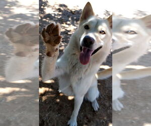 Daisy - Female Gerberian Shepsky Dog for Adoption - Photo #9