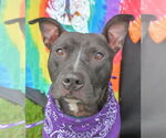 Small #8 American Pit Bull Terrier Mix