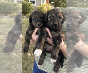 Cadoodle Puppy for sale in FRIENDSVILLE, IL, USA