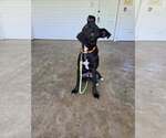 Small #1 Labrador Retriever Mix