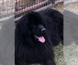 Father of the Newfoundland puppies born on 12/12/2020