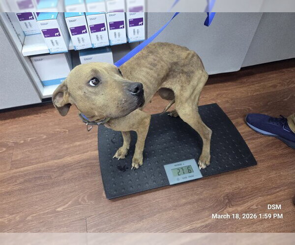 Medium Photo #1 Mutt Puppy For Sale in Orlando, FL, USA