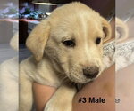 Small #1 Labrador Retriever Mix