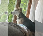 Small #7 Siberian Husky Mix