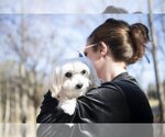 Small Photo #3 Mutt Puppy For Sale in Arlington, VA, USA