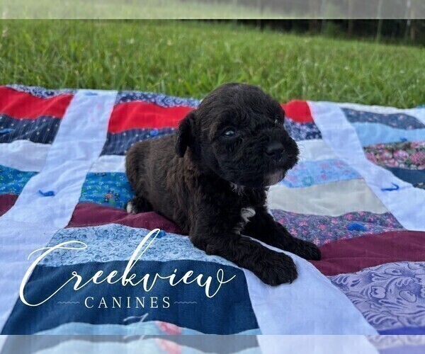 Medium Photo #9 Schnoodle (Miniature) Puppy For Sale in NIANGUA, MO, USA