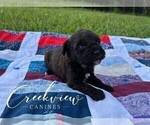 Small #8 Schnoodle (Miniature)