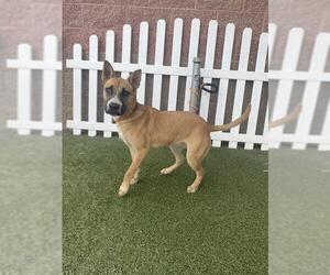 Black Mouth Cur-Unknown Mix Dogs for adoption in Modesto, CA, USA