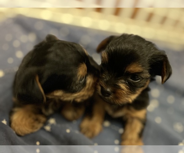 Medium Photo #1 Yorkshire Terrier Puppy For Sale in BASILE, LA, USA