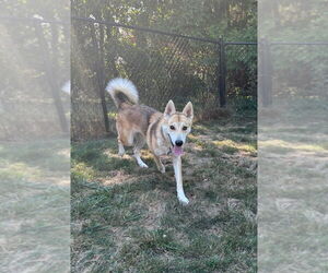 German Shepherd Dog-Siberian Husky Mix Dogs for adoption in Springdale, PA, USA