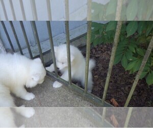 Samoyed Puppy for sale in LICKING, MO, USA
