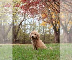 Goldendoodle Puppy for sale in FAIR GROVE, MO, USA