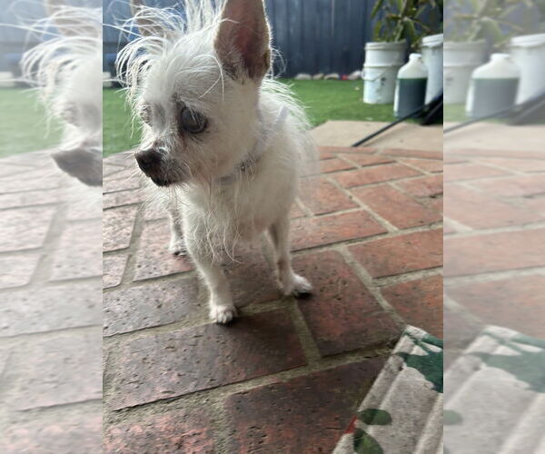 Medium Photo #4  Puppy For Sale in , 