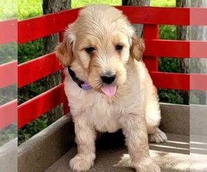 Goldendoodle-Poodle (Miniature) Mix Puppy for sale in BURKE, NY, USA