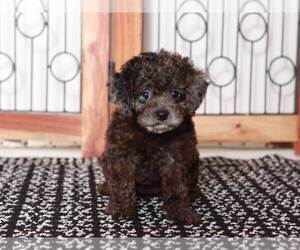 Cavapoo Puppy for sale in NAPLES, FL, USA