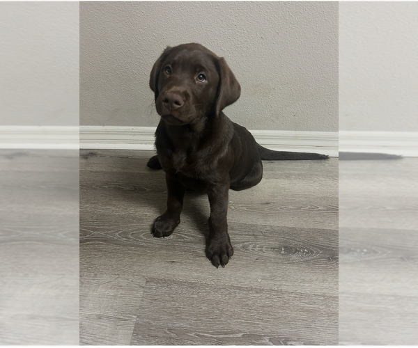 Medium Photo #7 Labrador Retriever Puppy For Sale in LEHIGH ACRES, FL, USA