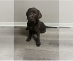 Small #6 Labrador Retriever