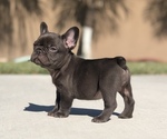 Image preview for Ad Listing. Nickname: Female Frenchie