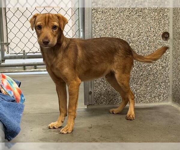 Medium Photo #1 Dachshund-Unknown Mix Puppy For Sale in Santa Rosa, CA, USA