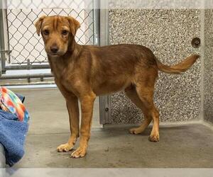 Dachshund-Unknown Mix Dogs for adoption in Santa Rosa, CA, USA