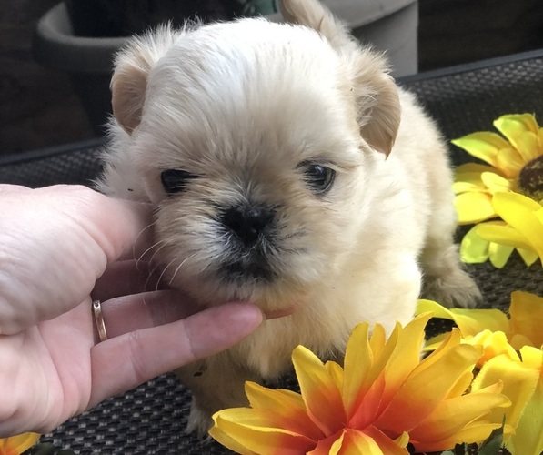Medium Photo #6 Shih Tzu Puppy For Sale in MILTON, FL, USA