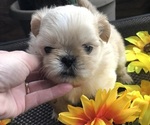 Small Photo #6 Shih Tzu Puppy For Sale in MILTON, FL, USA