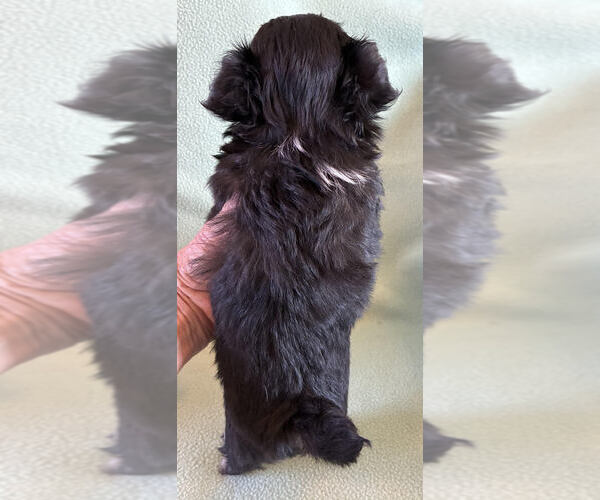 Medium Photo #5 Chihuahua Puppy For Sale in NEWVILLE, PA, USA