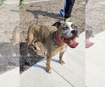 Small #1 Boxer Mix