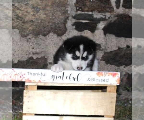 Medium Photo #2 Alaskan Malamute Puppy For Sale in CROGHAN, NY, USA
