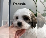 Puppy Petunia Mal-Shi