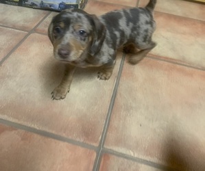 Dachshund Puppy for sale in DENHAM SPRINGS, LA, USA