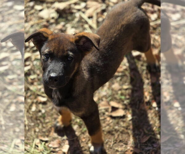 Medium Photo #2 Mutt Puppy For Sale in Alexander, AR, USA