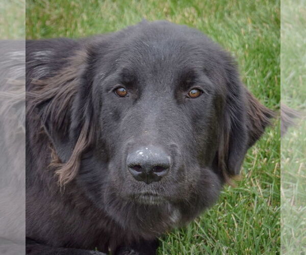 Medium Photo #6 Mutt Puppy For Sale in Huntley, IL, USA